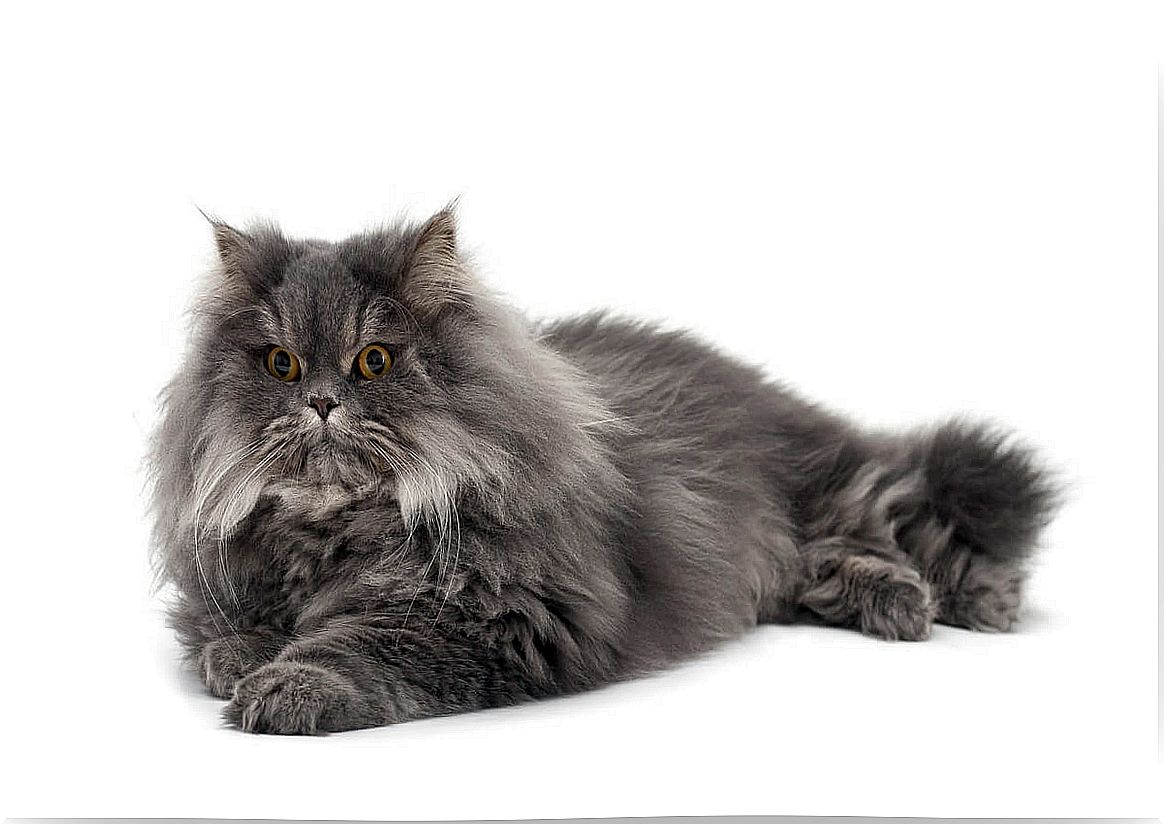 A Persian cat on a white background.