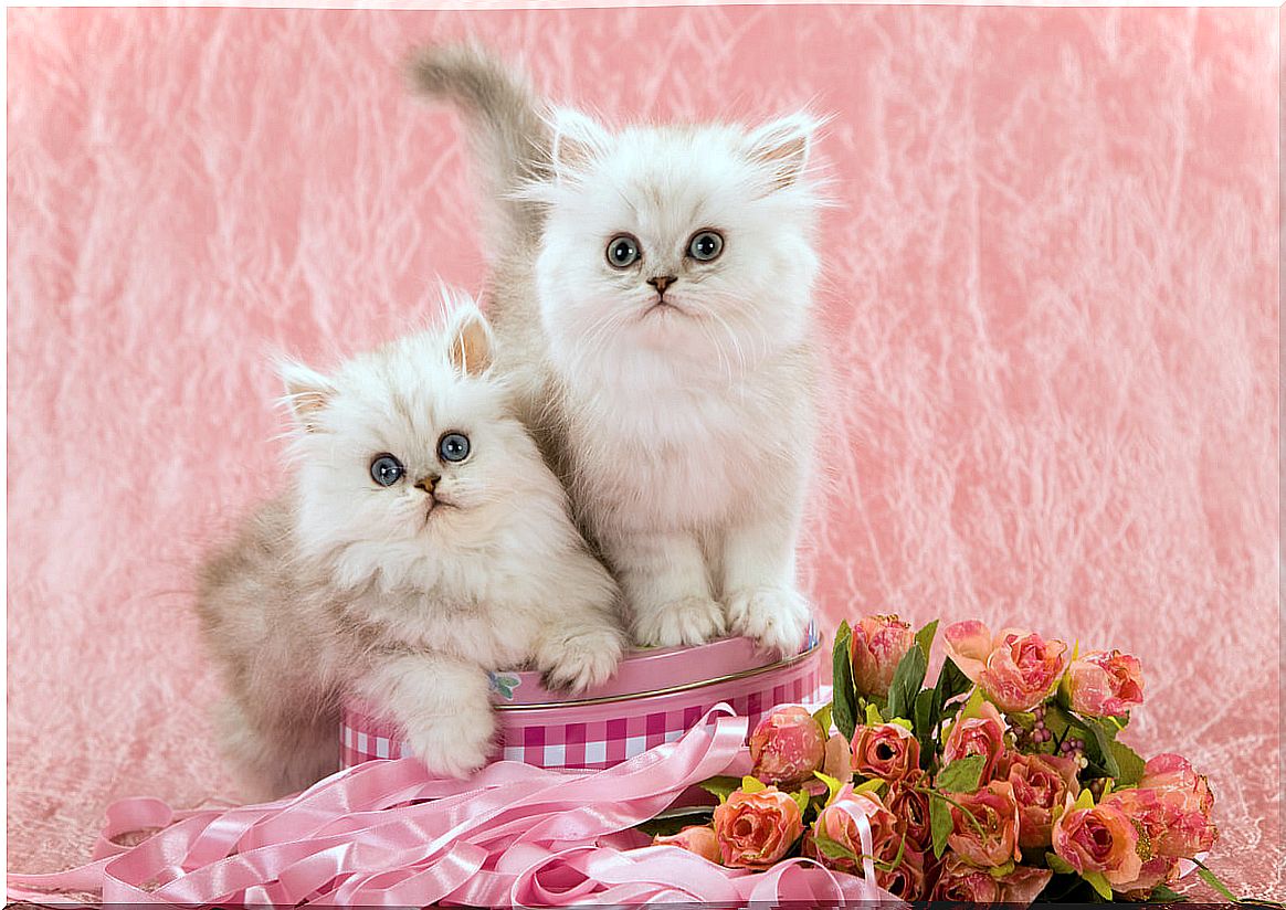 Chinchilla Persian cat breeding.