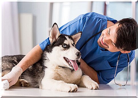 What to do if your dog is afraid of the vet