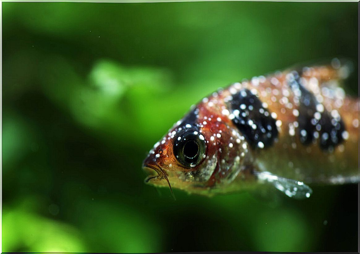 A white-spotted barbel fish.