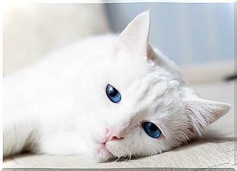 Why are some white cats deaf?