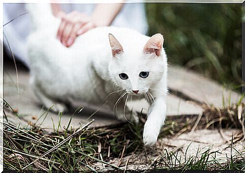 Stroking white cat