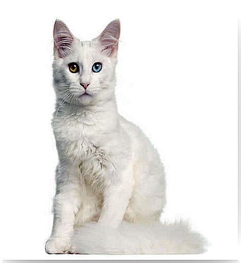 Deafness in white cats