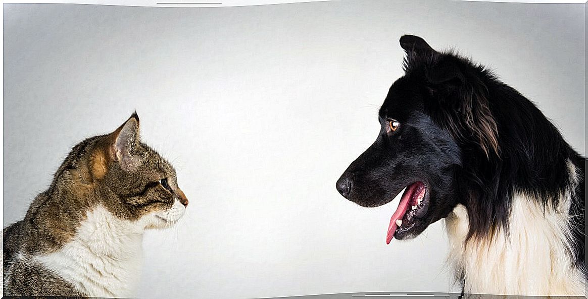 A dog and a cat look into each other's eyes.