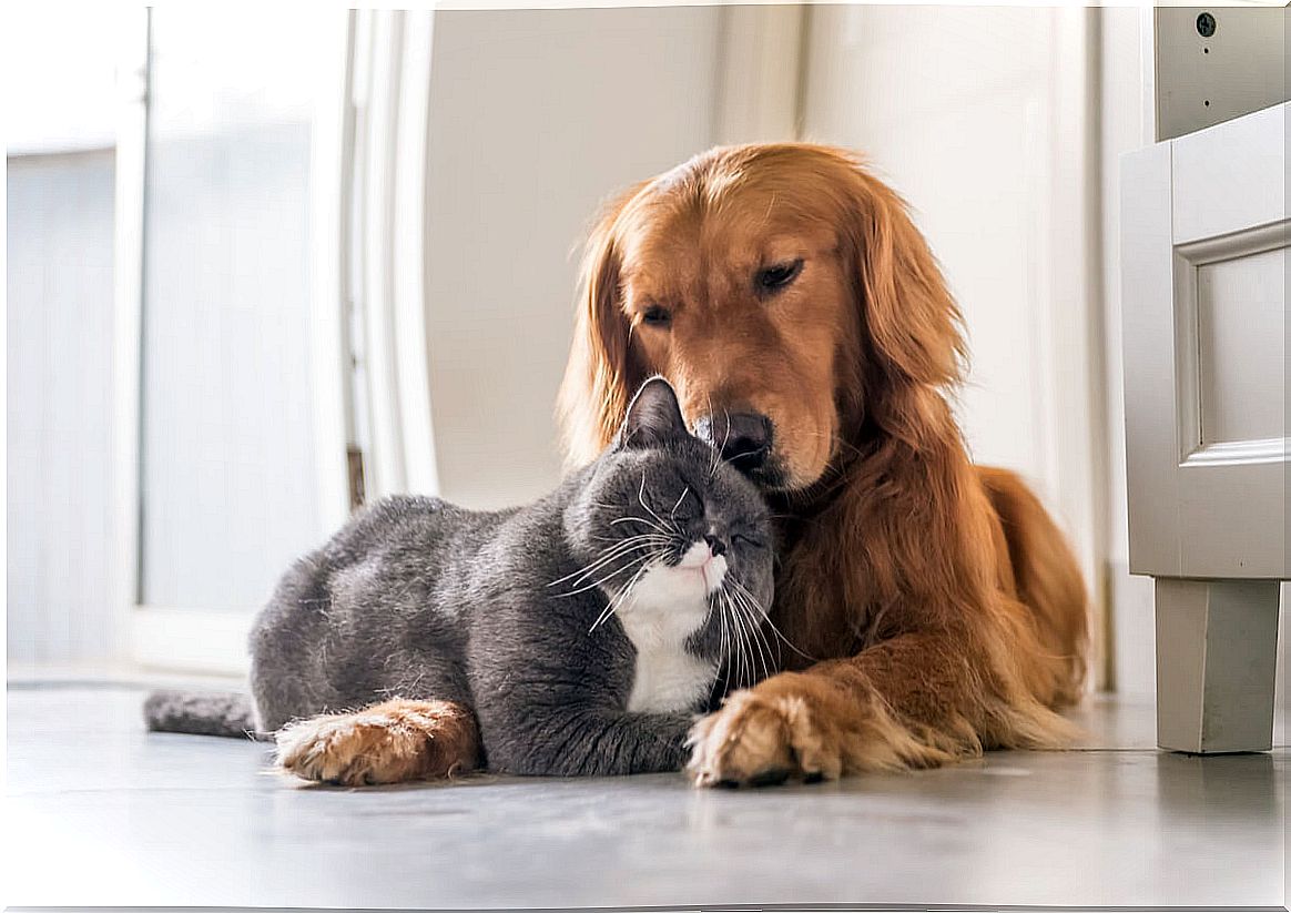 The coexistence between the dog and the cat is possible.