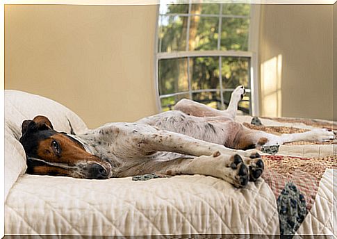 Dogs scratch the sleeping area for different reasons.