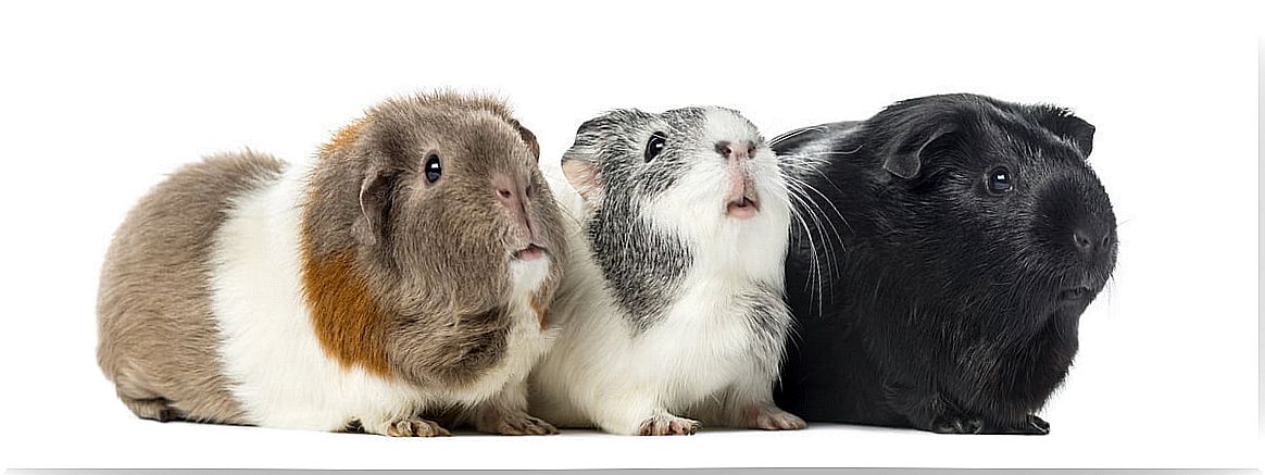 A group of guinea pigs on a white background.