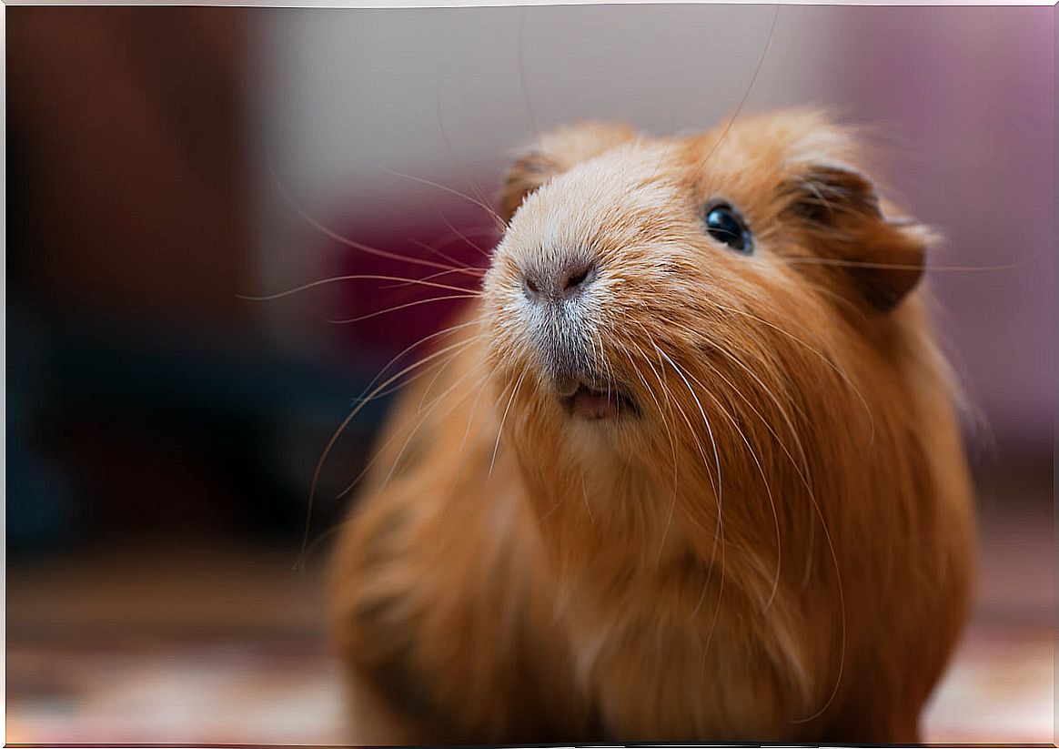 The face of a guinea pig.