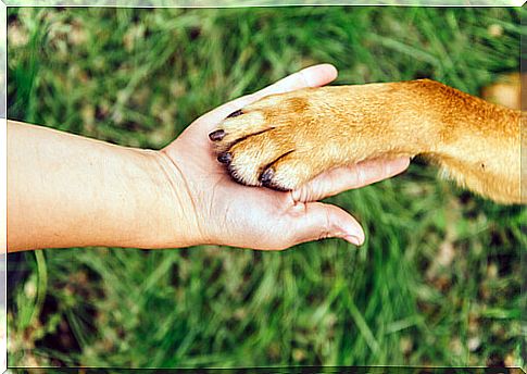 Why is it important to trim your dog's nails